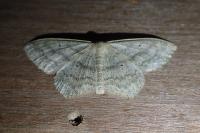 Scopula nigropunctata