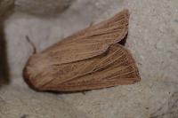Mythimna pudorina