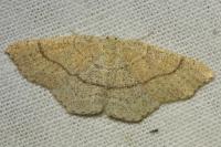 Cyclophora ruficiliaria