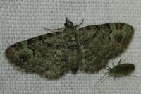 Pasiphila rectangulata