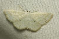 Scopula immutata