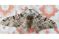 Biston betularia