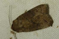 Hoplodrina octogenaria