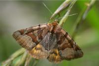 Euclidia glyphica