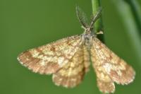 Ematurga atomaria