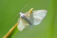 Idaea seriata