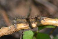 Lymantria dispar