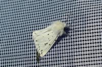 Spilosoma lubricipeda