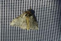 Drymonia obliterata