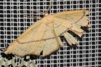 Cyclophora punctaria
