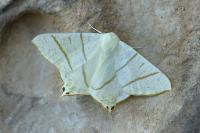 Ourapteryx sambucaria