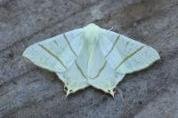 Ourapteryx sambucaria