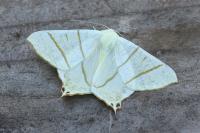 Ourapteryx sambucaria
