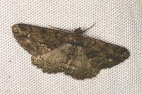 Peribatodes ilicaria ilicaria