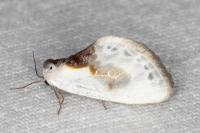 Cilix glaucata