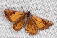 Bupalus piniaria