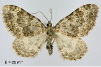 Coenotephria ablutaria