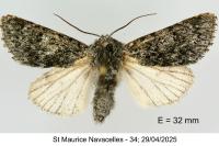 Acronicta euphorbiae