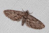 Eupithecia oxycedrata