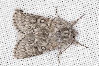 Acronicta euphorbiae