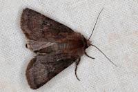 Agrotis cinerea