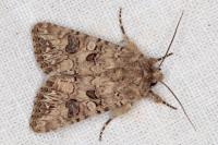 Anarta pugnax