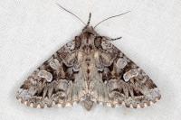 Pachetra sagittigera