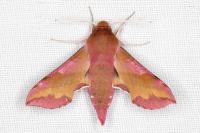Deilephila porcellus
