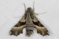 Proserpinus proserpina