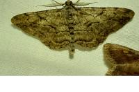 Peribatodes rhomboidaria rhomboidaria