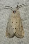 Spilosoma lubricipeda