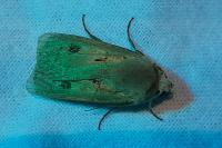 Agrotis exclamationis exclamationis