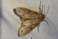 Polia nebulosa