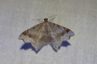 Macaria alternata