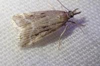 Eudonia pallida