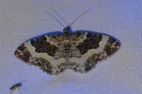 Epirrhoe rivata