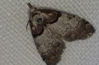 Nola cucullatella