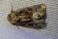 Oligia