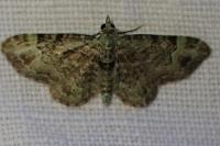 Pasiphila rectangulata