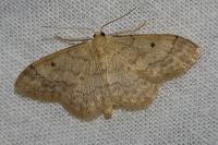 Idaea biselata