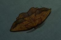 Epione repandaria