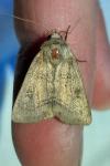 Diarsia rubi