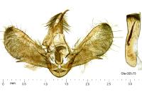 Scoparia pyralella