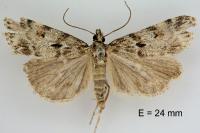 Scoparia pyralella