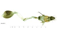 Scoparia pyralella