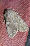Fissipunctia ypsillon