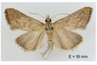 Hyperlais siccalis
