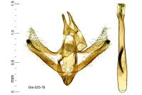 Hyperlais siccalis