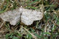Hypomecis punctinalis