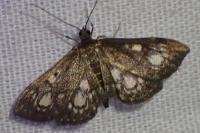 Anania stachydalis